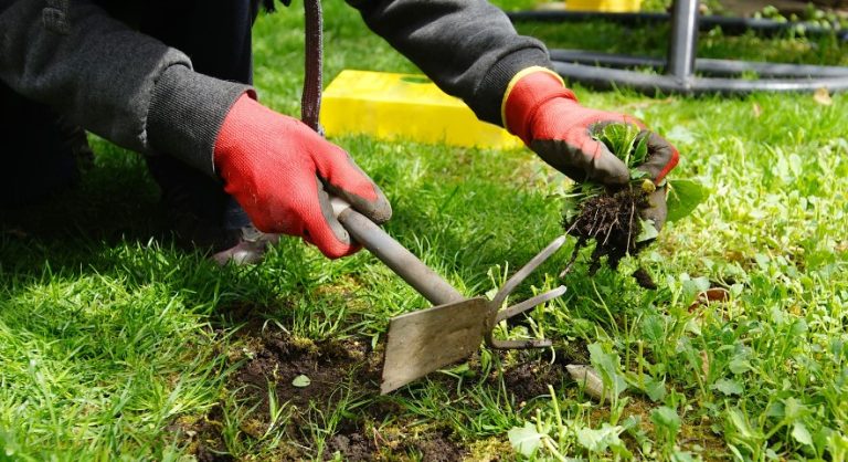 How to Get Rid of Weeds Permanently? – A Comprehensive Guide