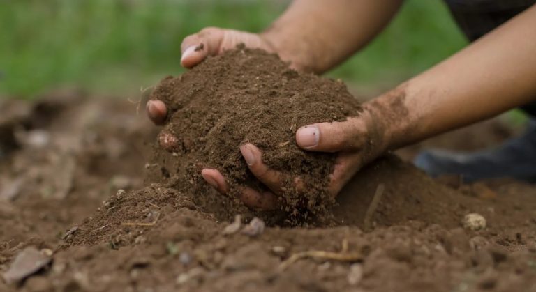 How to Remove Contaminated Soil? – A Step-by-Step Guide